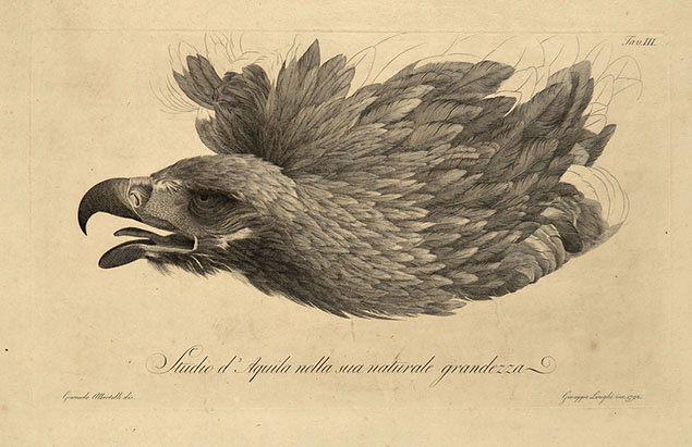 STUDIO DI AQUILA NELLA SUA NATURALE GRANDEZZA (Study of an eagle in its natural size)