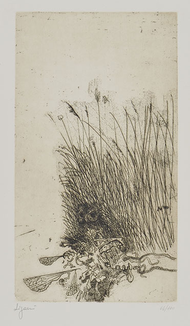 OWL IN THE GRASS